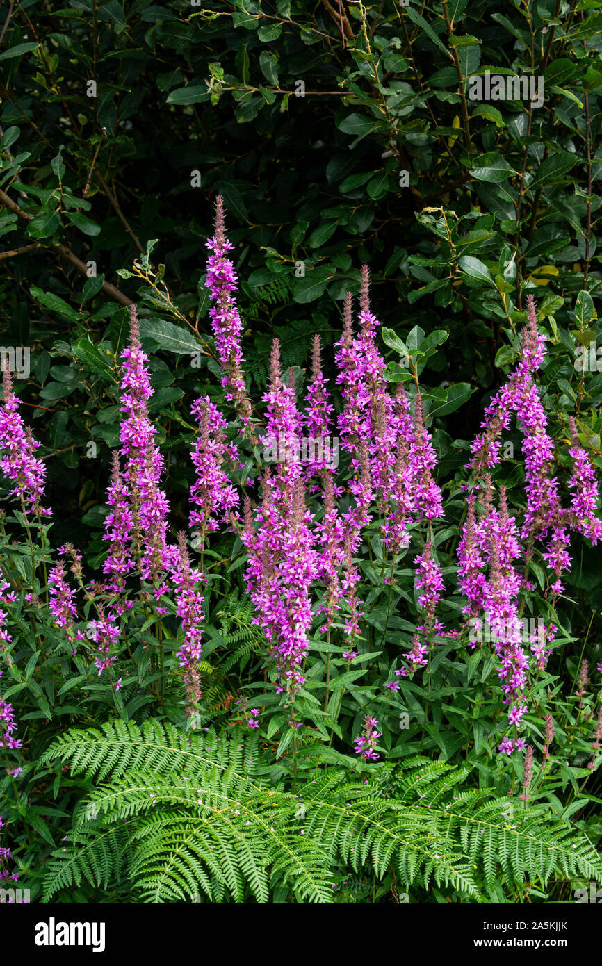 Purple loosestrife (Lythrum salicaria) in fiore Foto Stock