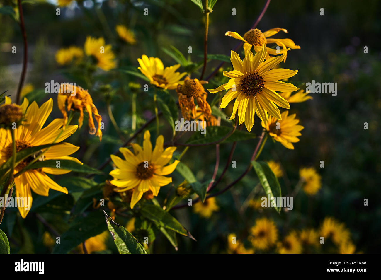 Autunno fiori selvatici, Chicago Foto Stock