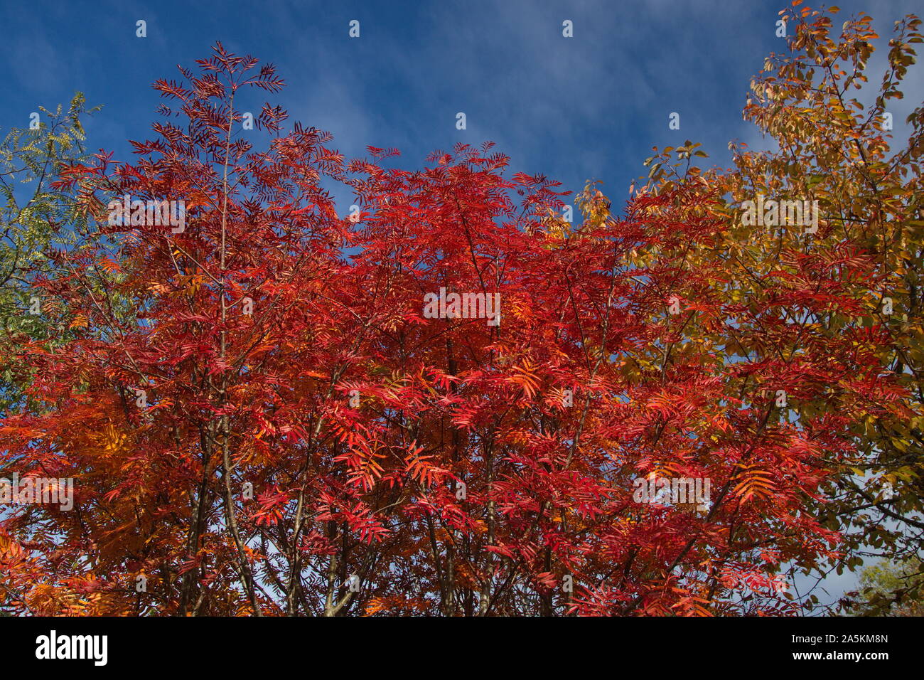 Arboretum Bergen, Norvegia Foto Stock