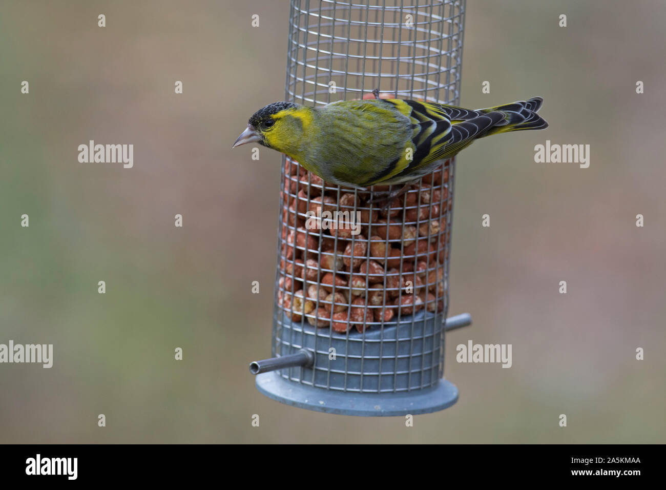 Eurasian lucherino / Europea lucherino / comune lucherino (Spinus spinus) maschio in allevamento piumaggio mangiare noccioline da giardino Bird Feeder Foto Stock