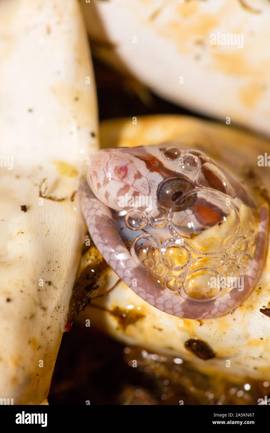 Il mais snake, Pantherophis guttatus, giovani, cova captive, Maryland Foto Stock