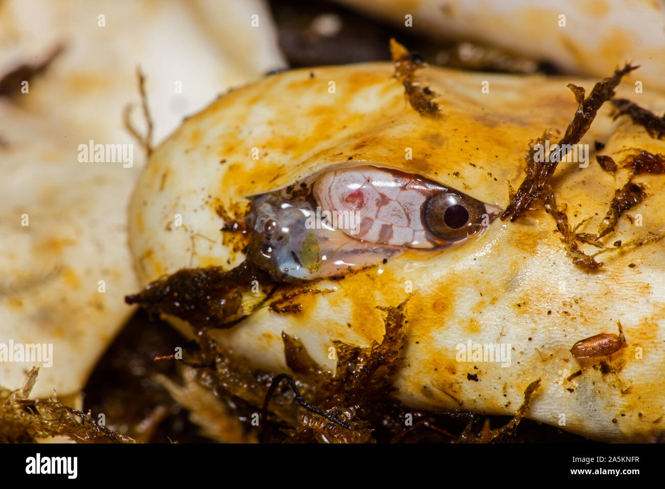 Il mais snake, Pantherophis guttatus, giovani, cova captive, Maryland Foto Stock