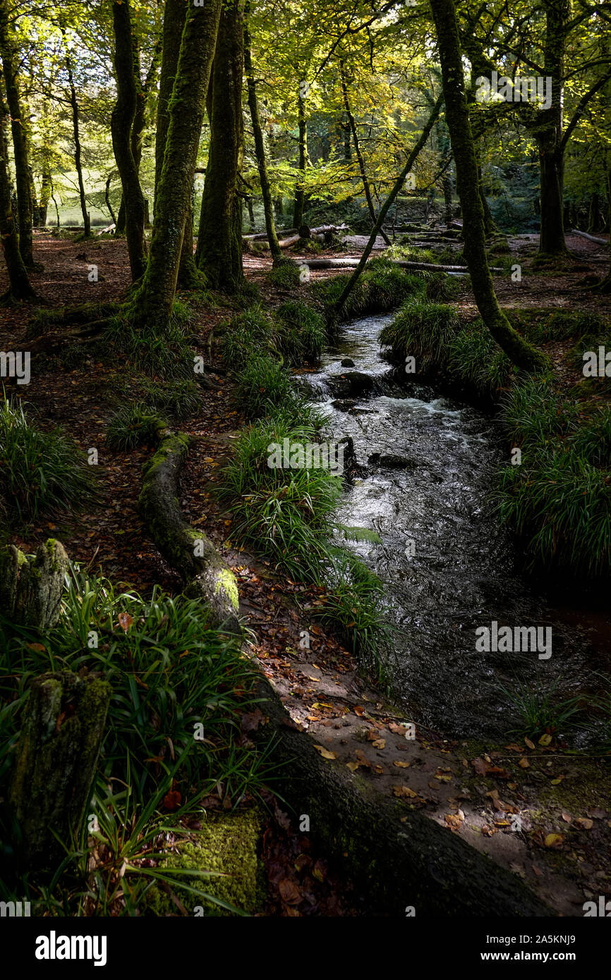 Il fiume Fowey fluente attraverso l'antico bosco di querce di legno Draynes a Golitha Falls in Cornovaglia. Foto Stock