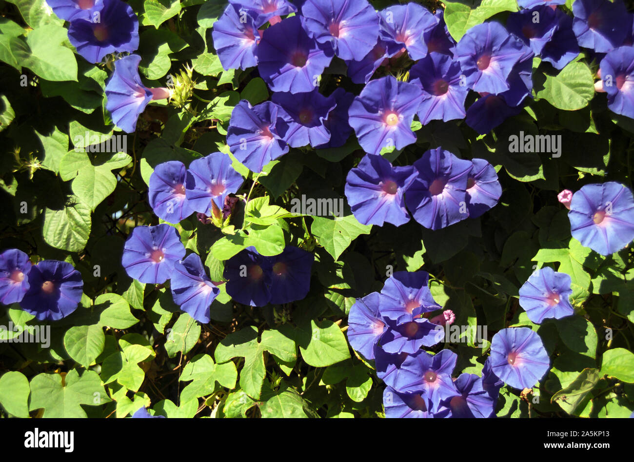 Gloria di mattina (: Convolvulaceae Ipomoea purpurea) in Rue l'Ancien Lavoir nel vecchio villaggio di Gruissan, Aude, Occitanie, Francia Foto Stock