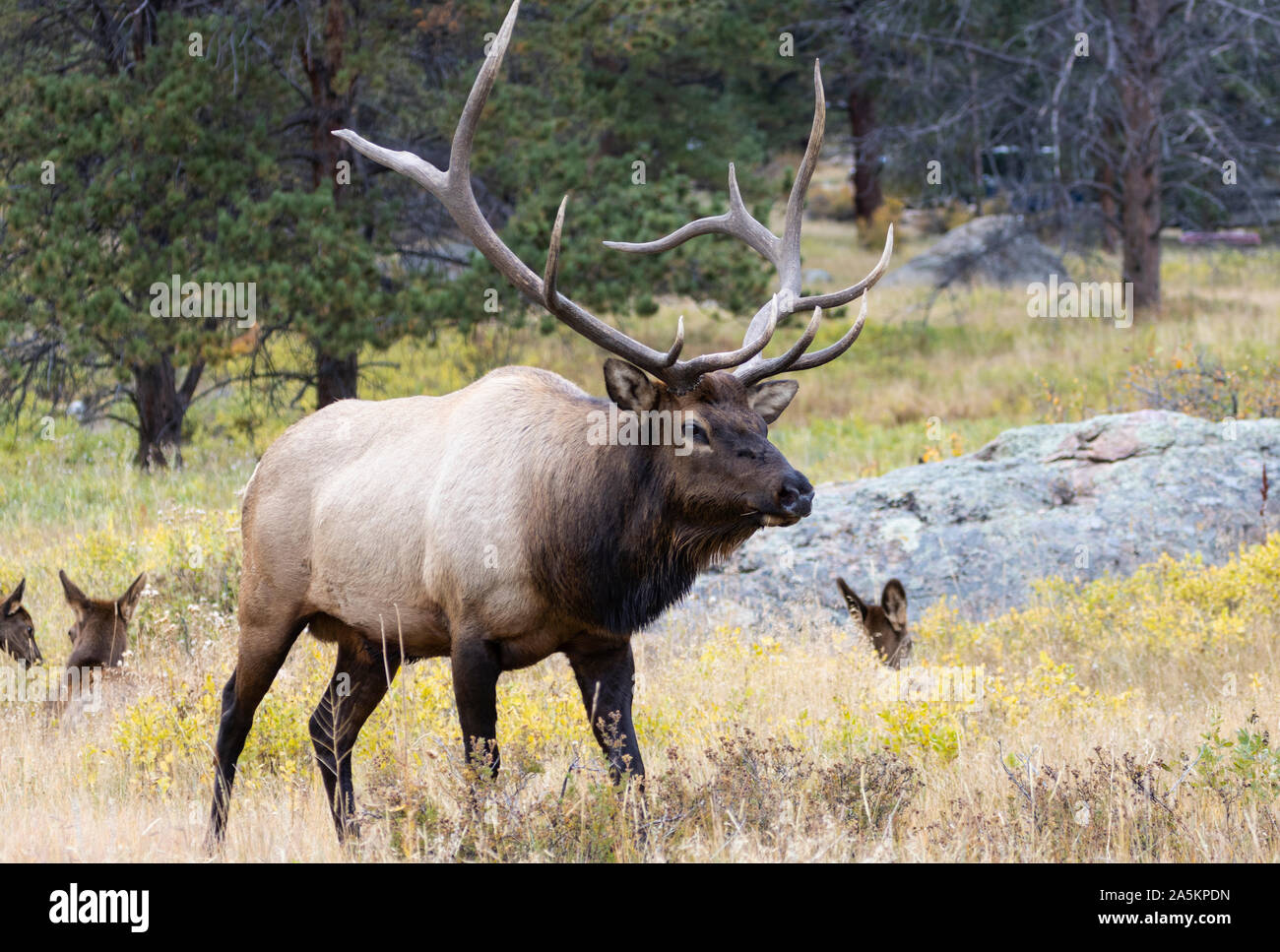 Majestic mandria di elk foraggio per il cibo fra i colori dorati di autunno su una bella montagna rocciosa serata d'autunno. Foto Stock