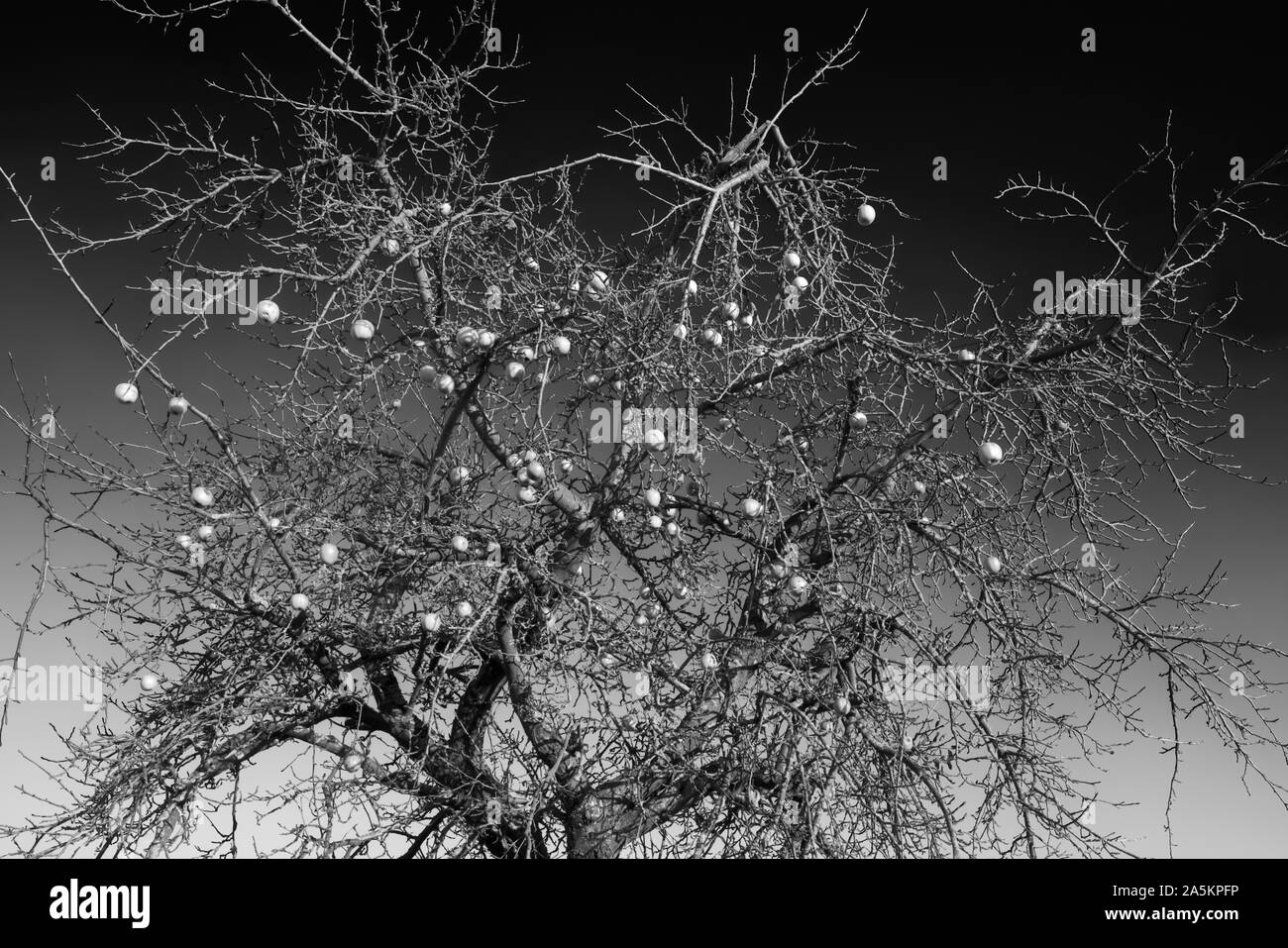 Le mele in gennaio, Oberweser, Weser Uplands, Weserbergland, Hesse, Germania Foto Stock