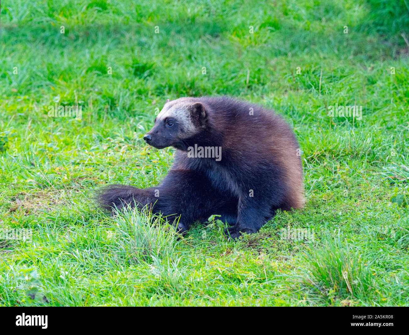 Wolverine Gulo gulo captive Foto Stock