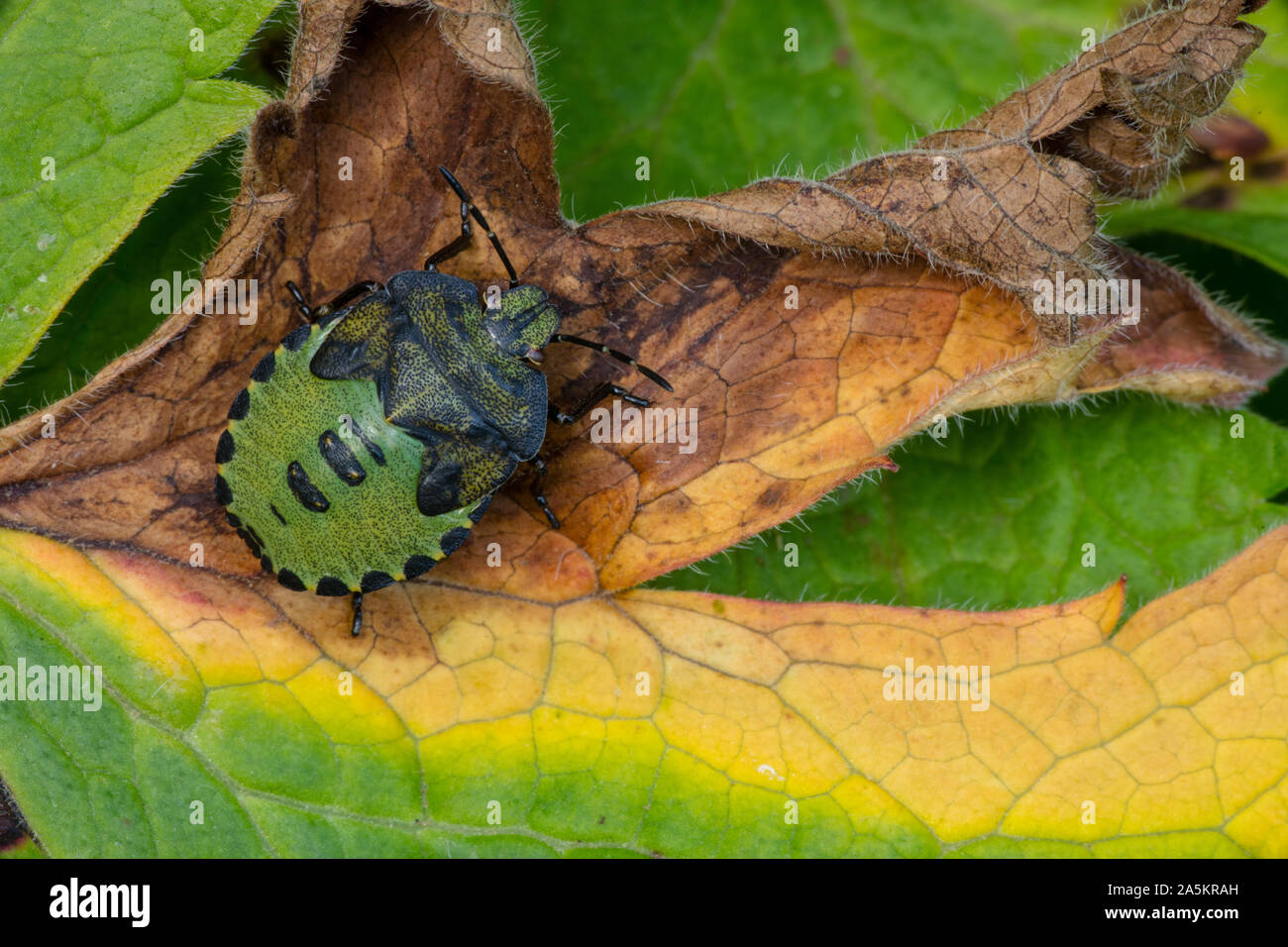 Insetto di scudo verde , Palomena prasina, Irlanda del Nord, parco forestale Castlewellan Foto Stock