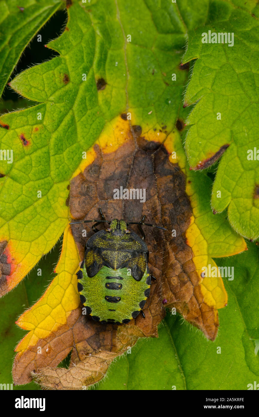 Insetto di scudo verde , Palomena prasina, Irlanda del Nord, parco forestale Castlewellan Foto Stock
