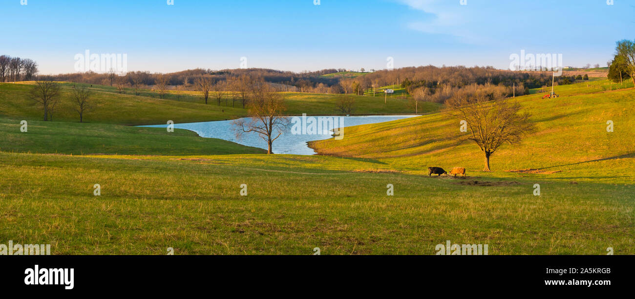 Le mucche in un campo con un piccolo lago. Foto Stock