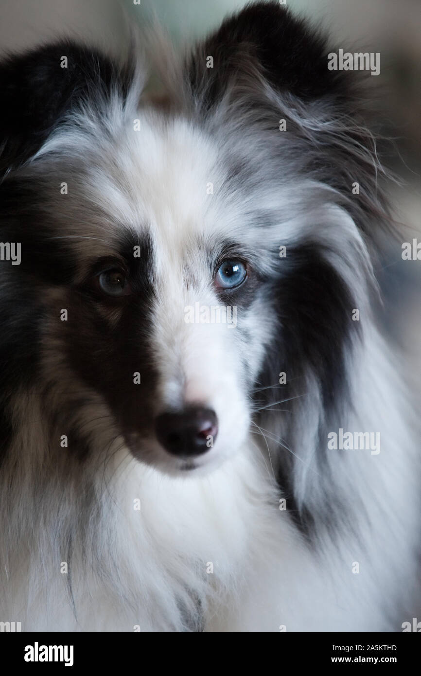Una morbida immagine focalizzata di Black & White Sheltie con gli occhi blu guardando il fotografo. Foto Stock