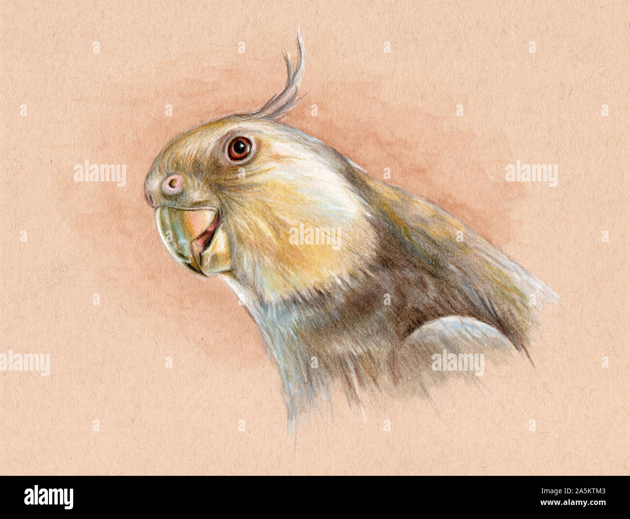 Ritratto di una di fronte bianco-cockatiel. Mixed media illustrazione sulla tonica della carta. Foto Stock