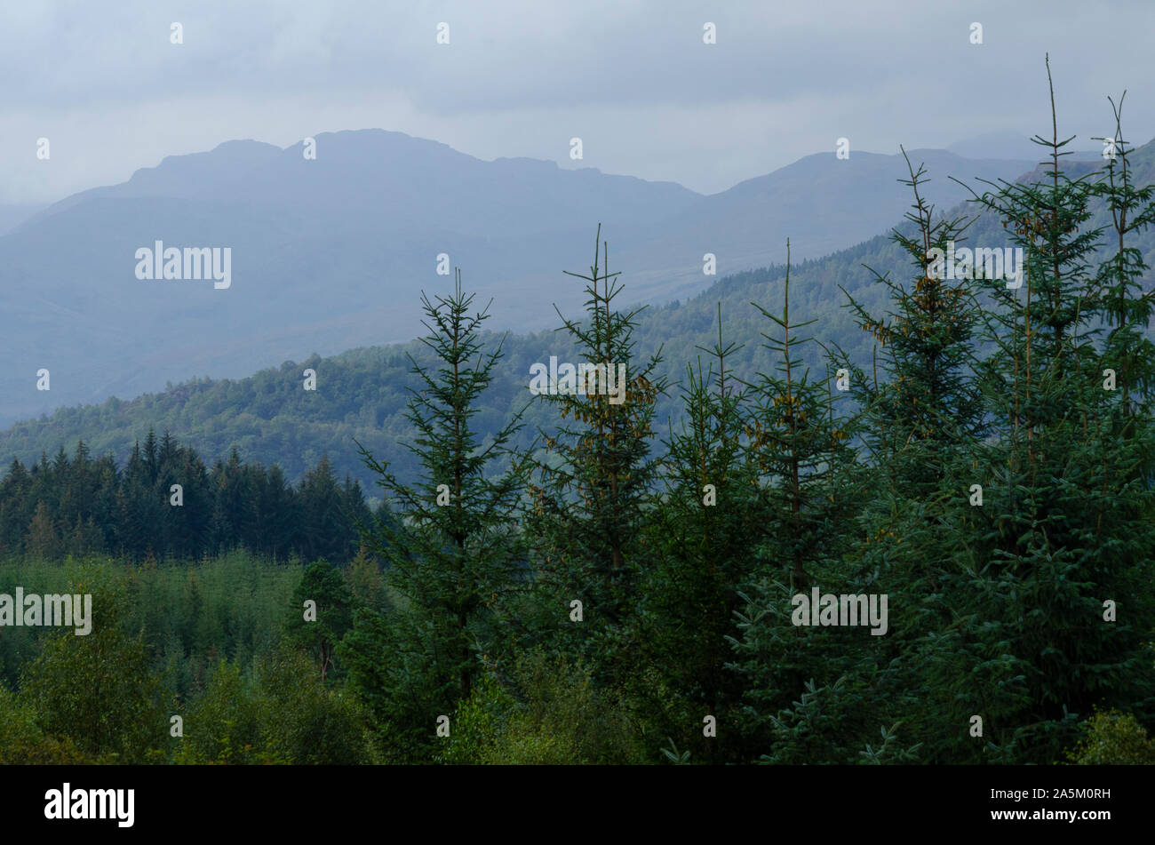 Foresta di Pini nel paesaggio montuoso del Trossachs nella parte meridionale delle Highlands scozzesi della Scozia UK Foto Stock