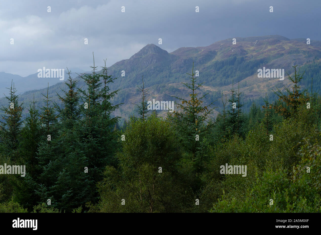 Di pino e di foreste di latifoglie nel paesaggio montuoso del Trossachs nella parte meridionale delle Highlands scozzesi della Scozia UK Foto Stock