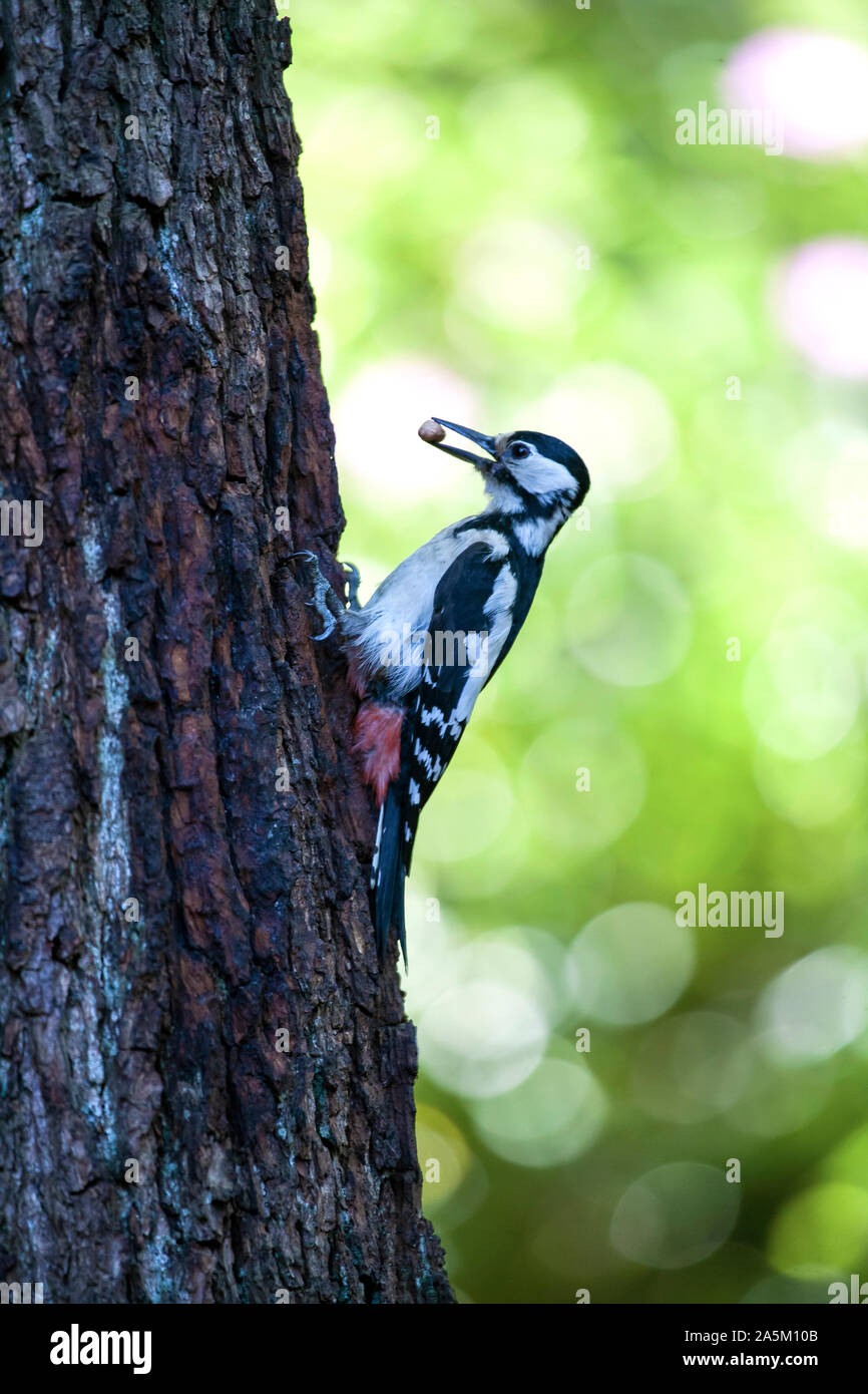 Picchio rosso maggiore Dendrocopos major in profilo aggrappati alla corteccia di un grande tronco di albero con diffuso fogliame verde in background Foto Stock