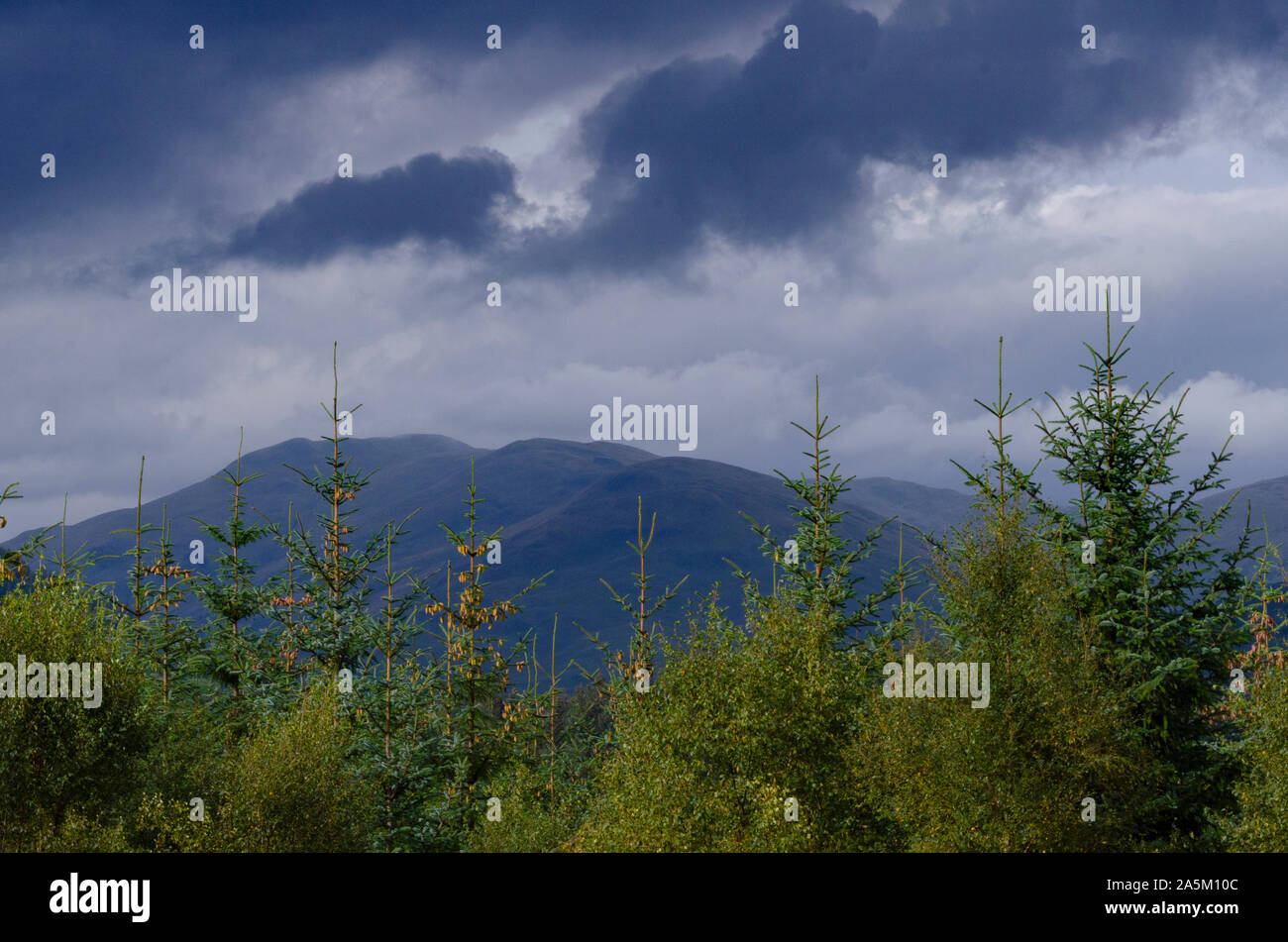 Foresta di Pini nel paesaggio montuoso del Trossachs nella parte meridionale delle Highlands scozzesi della Scozia UK Foto Stock