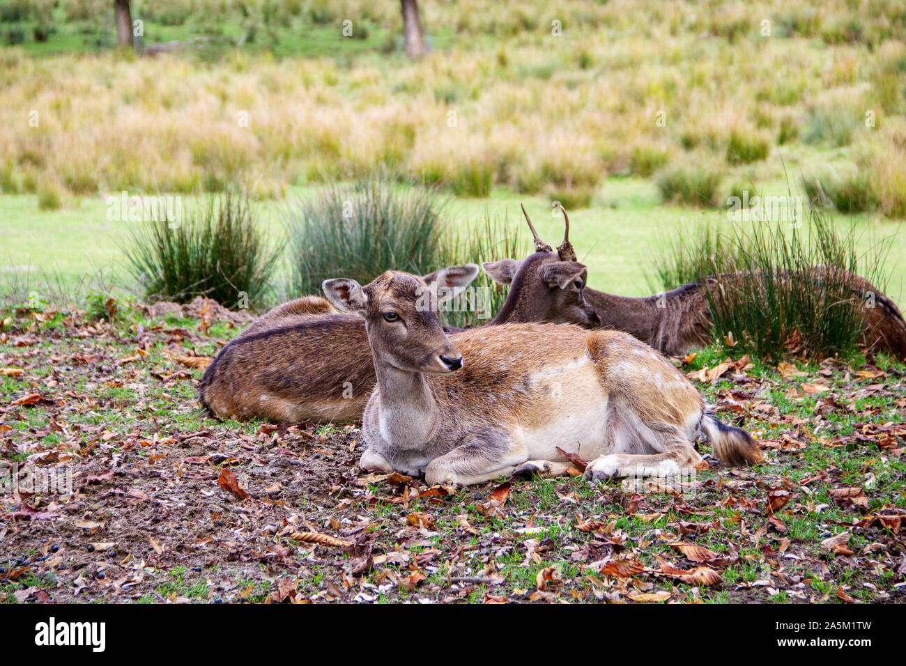 Molti daini in un prato, latino Dama Dama e Cervus dama Foto Stock