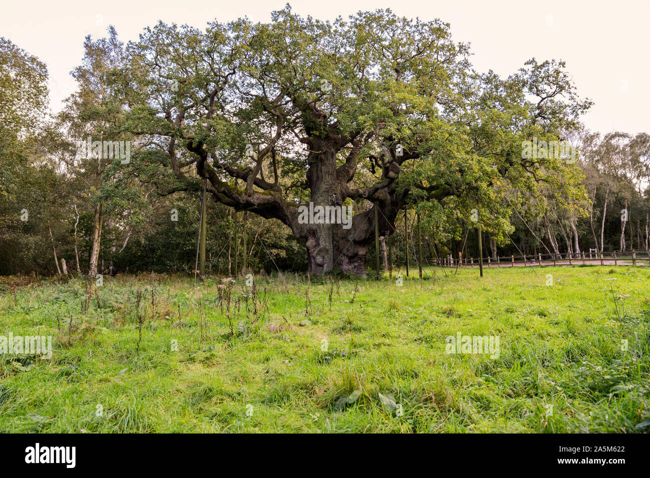La grande quercia nella foresta sherwod Nottinghamshire Foto Stock