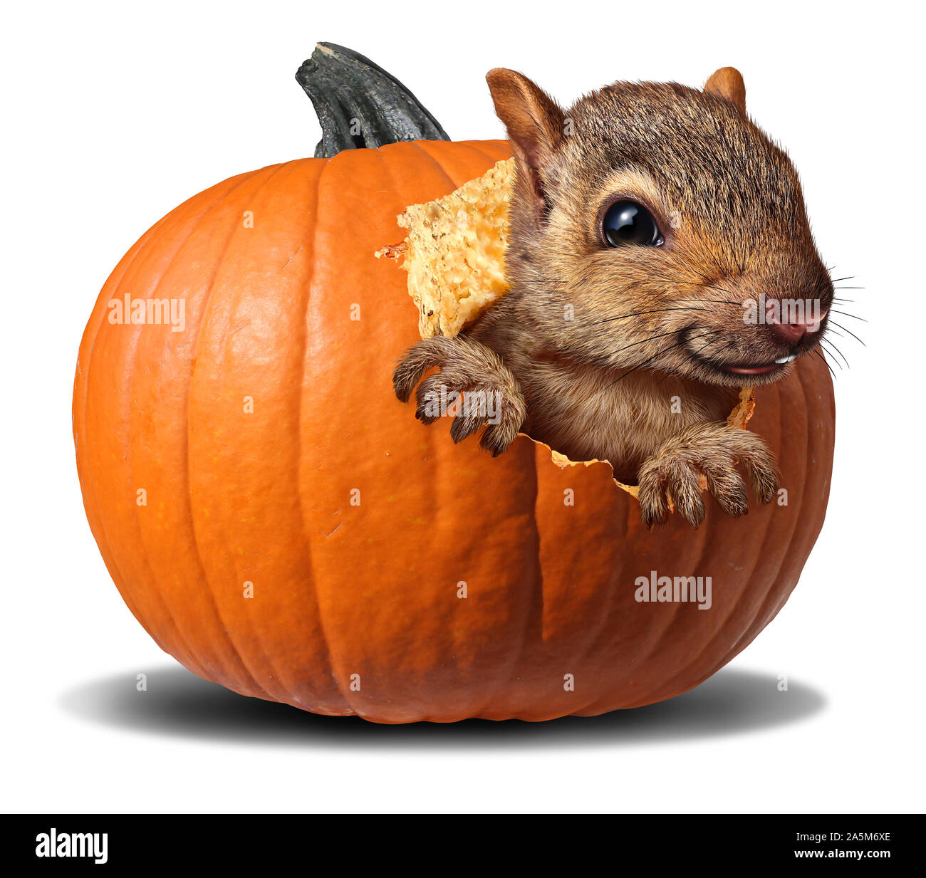 Carino scoiattolo zucca mangiare un arancio autunno squash come un divertente di ringraziamento o di halloween animale selvatico. Foto Stock