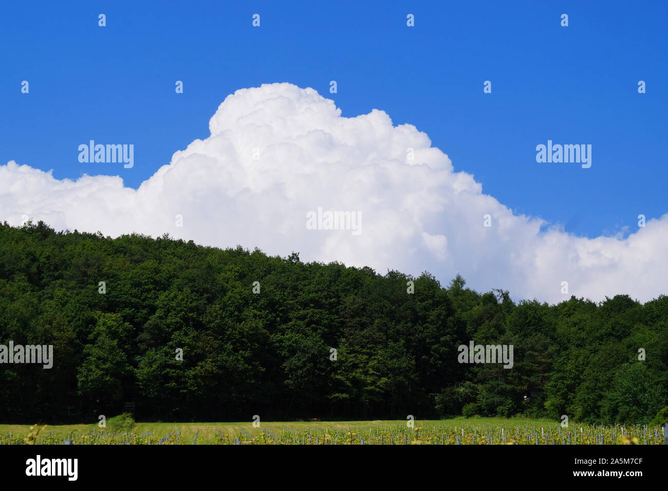 Bel paesaggio con belle nuvole e foresta Foto Stock