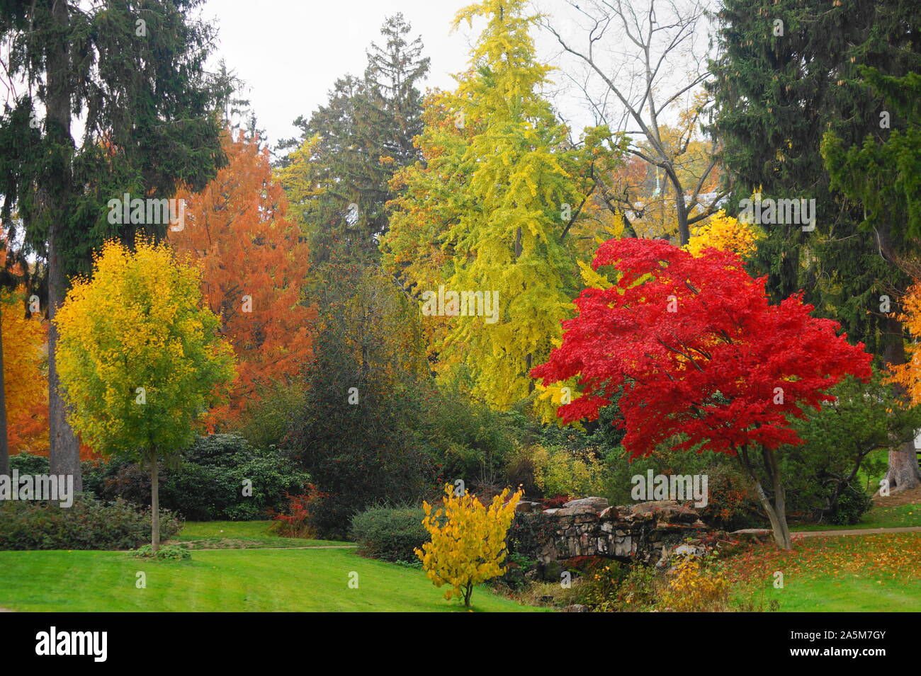 Bellissima scena in autunno in natura con la caduta e alberi colorati Foto Stock