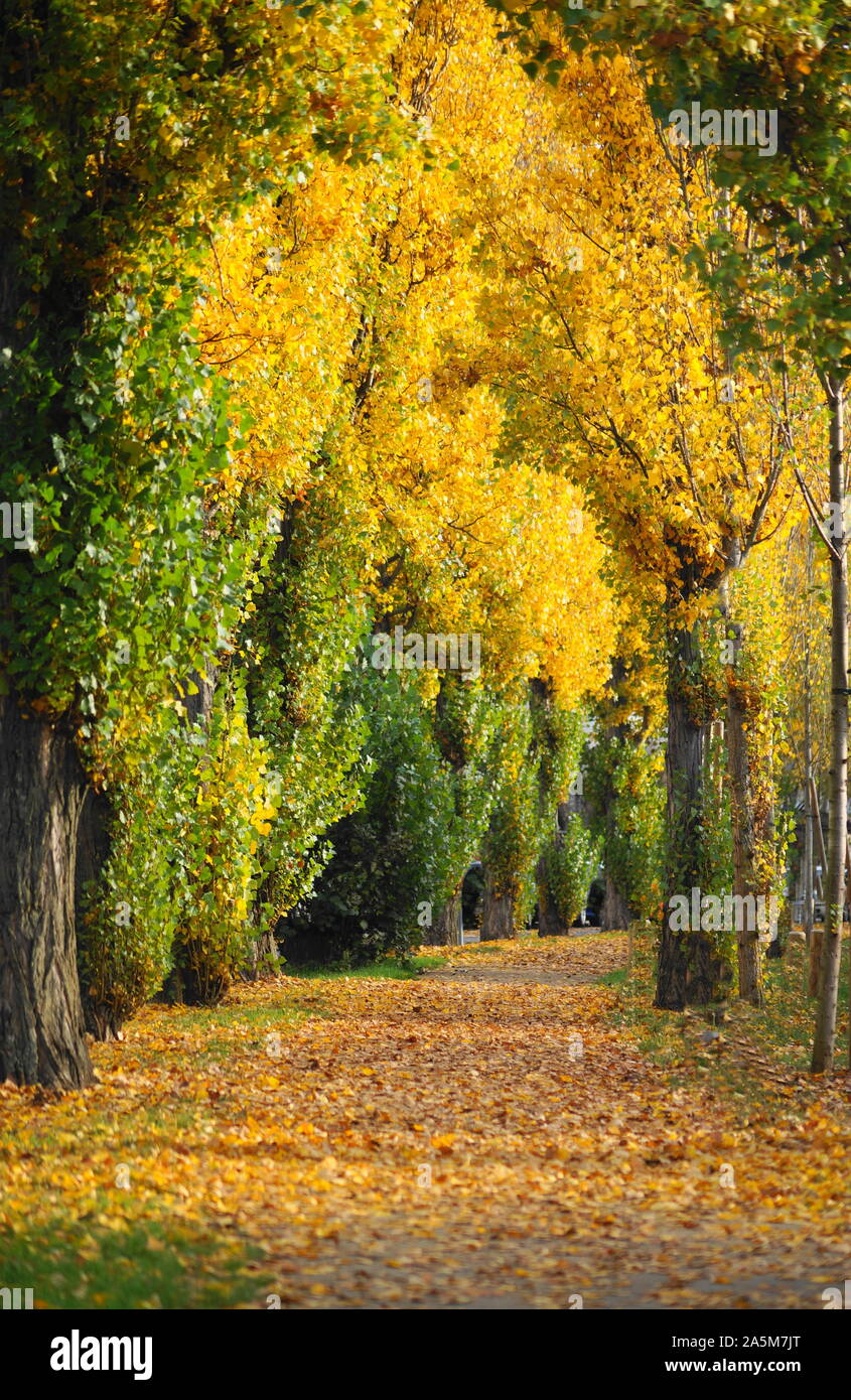 Bellissima scena in autunno in natura con la caduta e alberi colorati Foto Stock