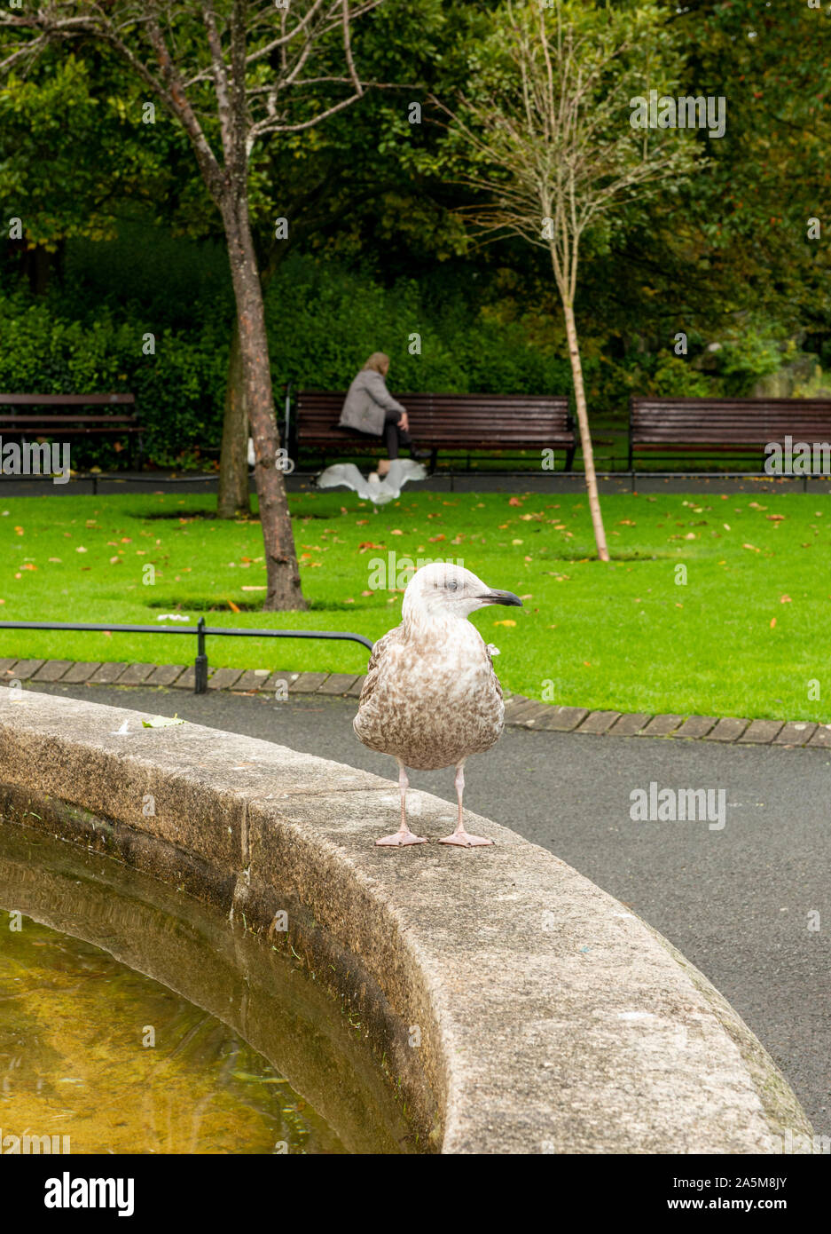 Seagull arroccato su stonewall nel parco, St Stephen's area verde, Dublino, IRLANDA REGNO UNITO Foto Stock