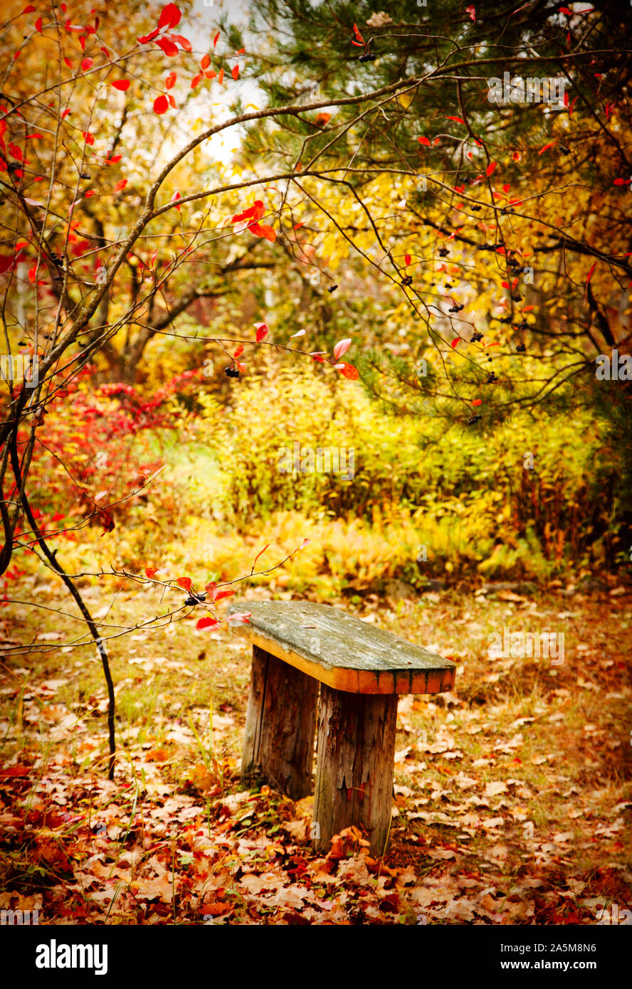 Banco in autunno park Foto Stock
