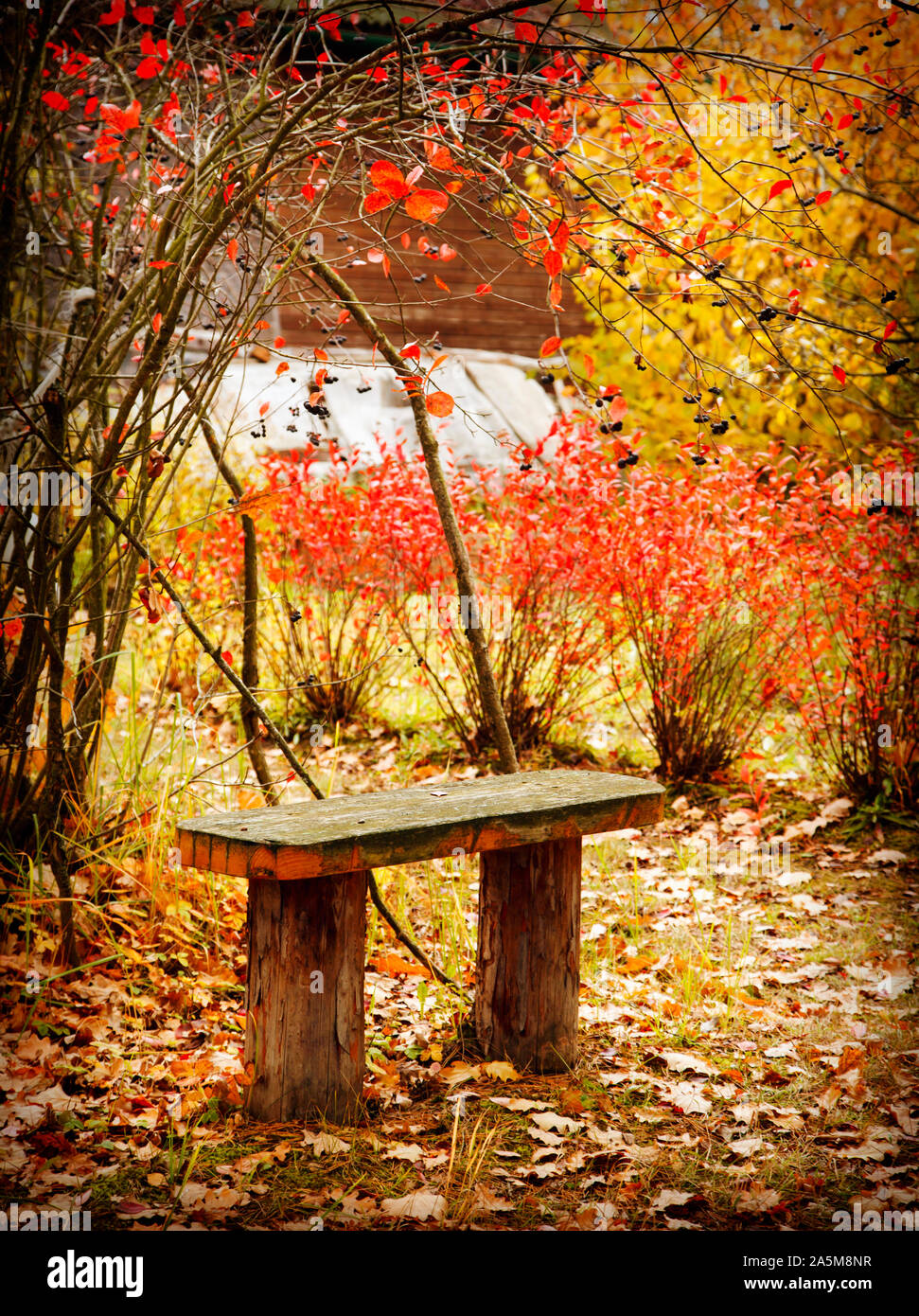 Banco in autunno park Foto Stock