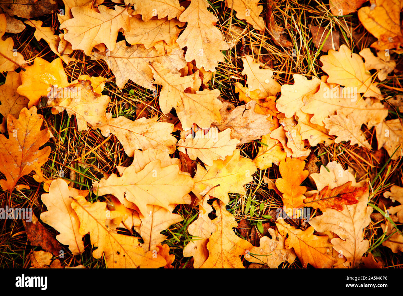 Giallo e arancione in autunno di foglie di quercia sullo sfondo. Colorata immagine backround di caduto foglie di autunno perfetto per l'uso stagionale. Foto Stock