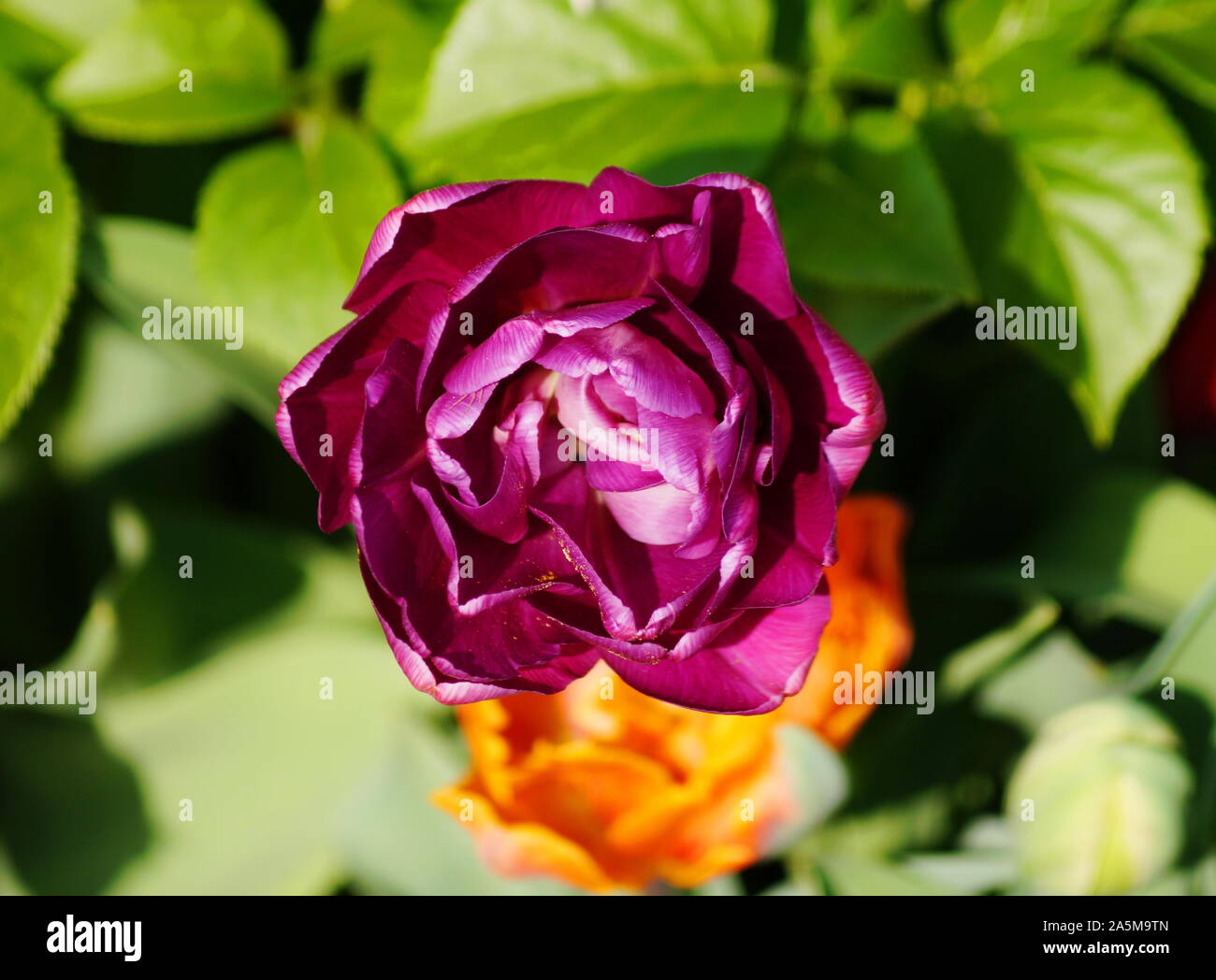 Bella colorata dalia fioriscono in un giardino botanico Foto Stock