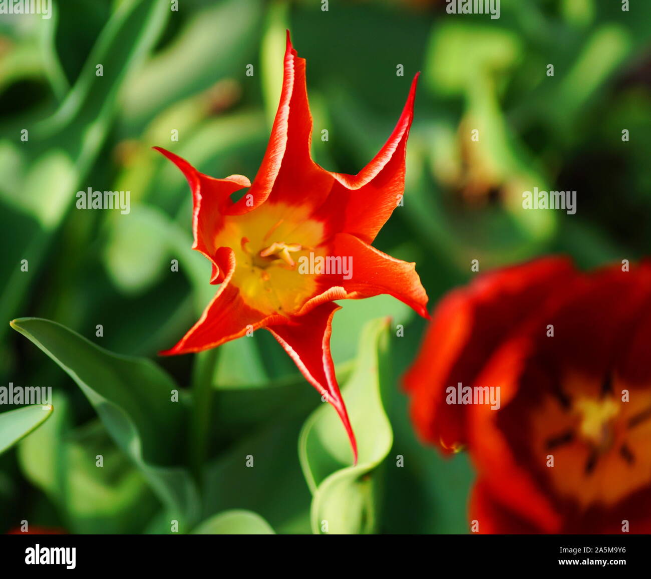 Bella colorata tulip nella natura Foto Stock