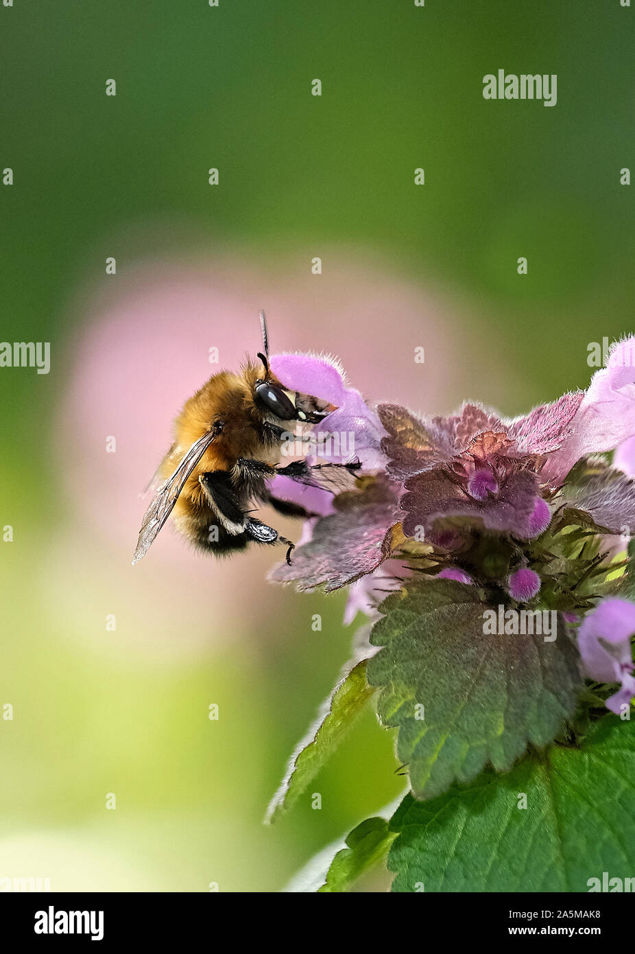 Bumblebee alimentazione su un Red Dead-fiore di ortica Foto Stock