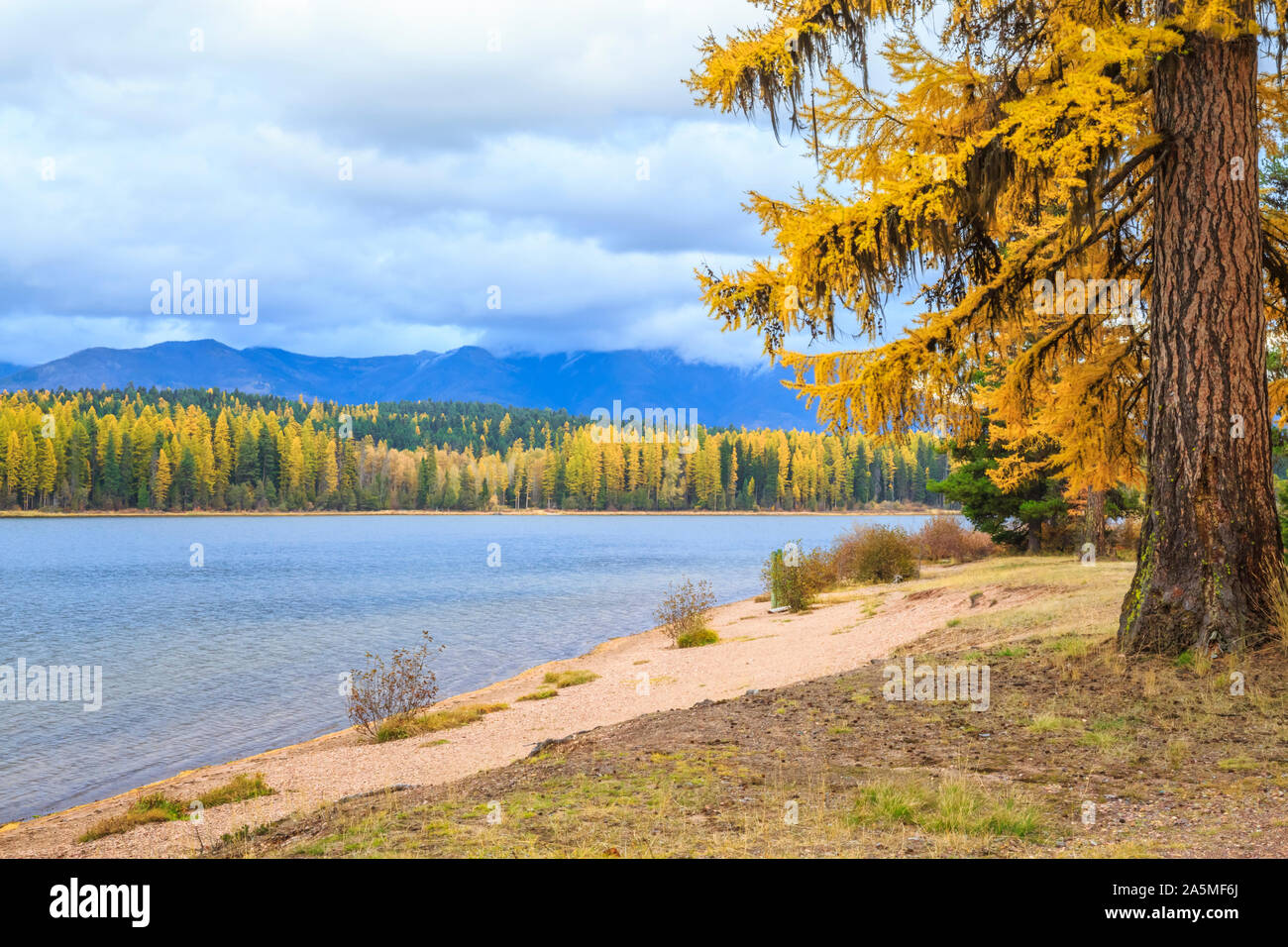 In autunno il larice lungo seeley lago al di sotto della gamma Swan a seeley lake, montana Foto Stock