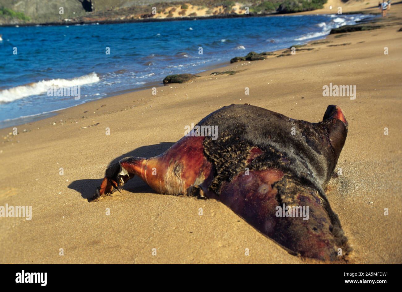Guarnizione morto, Galapagos Foto Stock