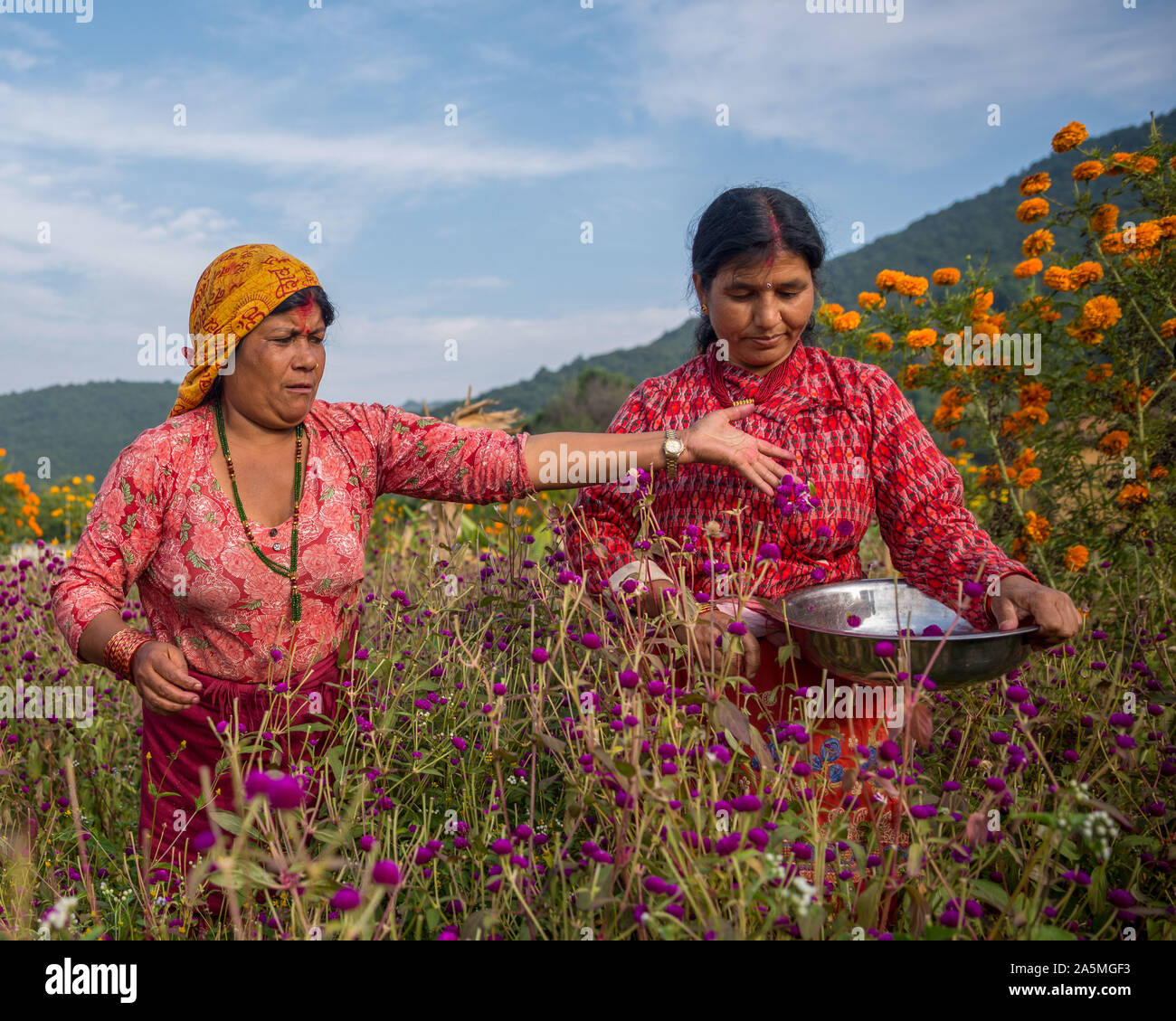 Le donne nepalesi pluck l'amaranto fiori per fare una ghirlanda per il prossimo festival Tihar è. Foto Stock