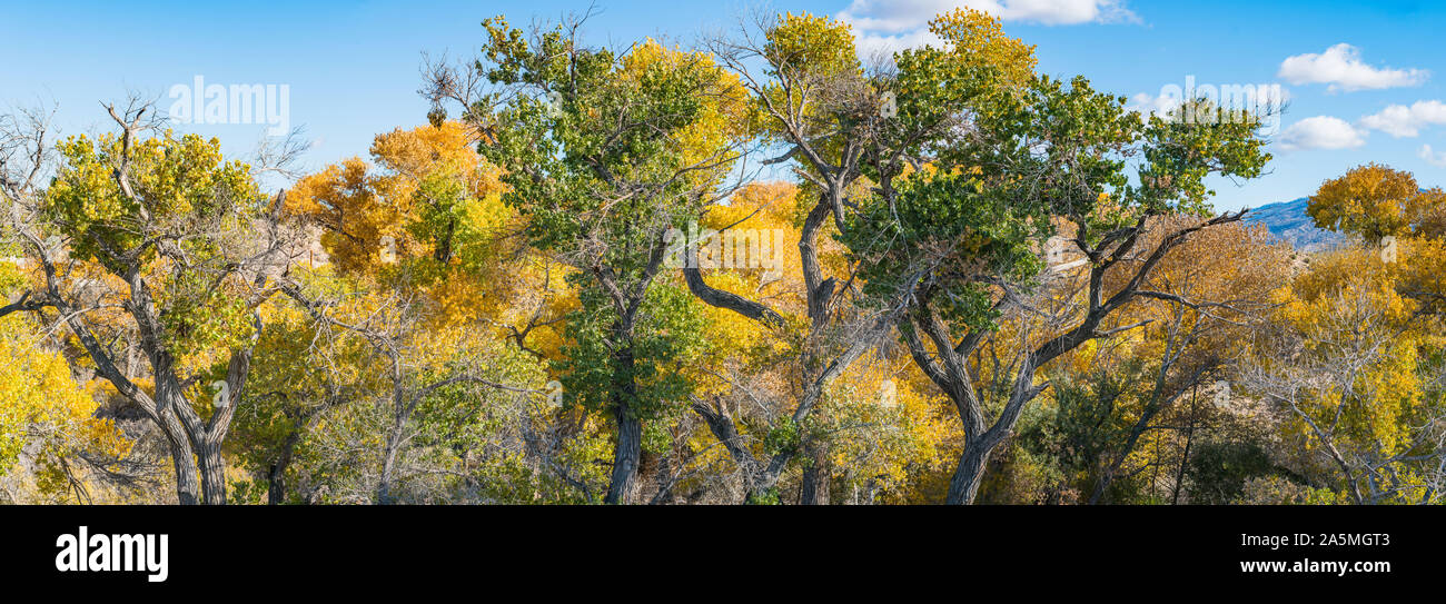 Alti alberi di autunno stare sotto un cielo blu in Sierra Nevada. Foto Stock