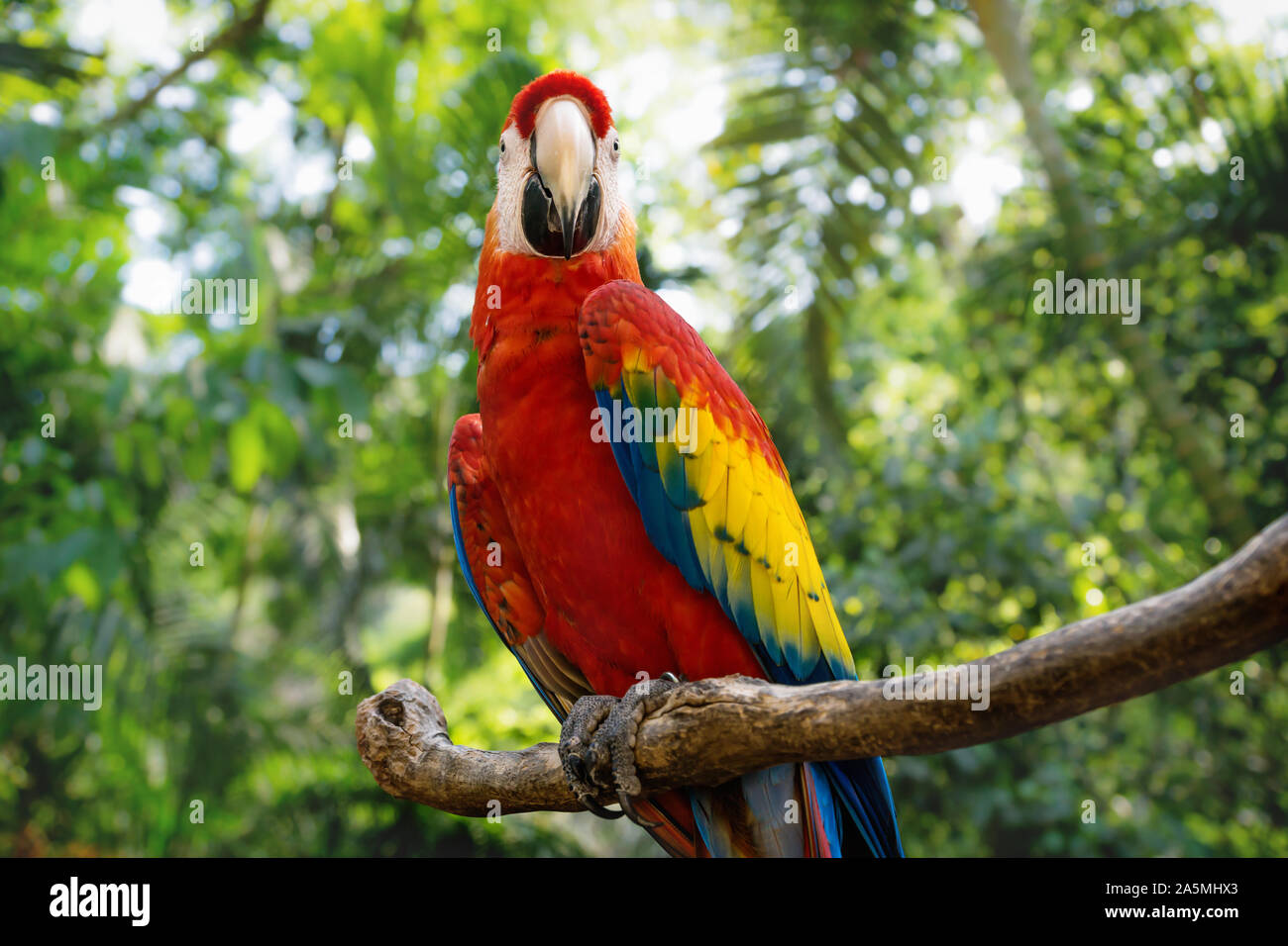 Felice red macaw o scarlet macaw Ara macao con verde giungla soleggiata in background Macaw Mountain Bird Park, Copan Ruinas, Honduras Foto Stock