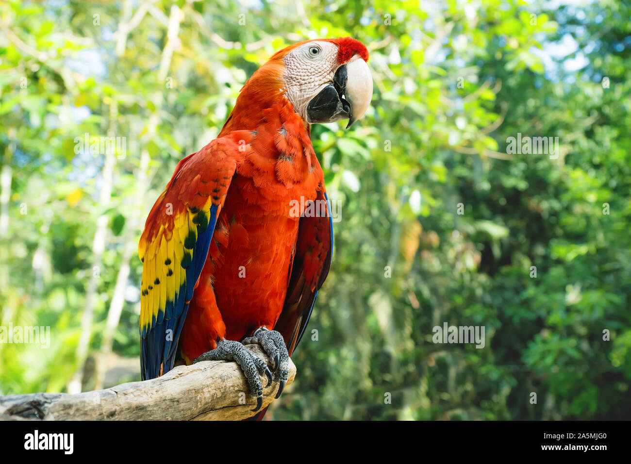 Red macaw o scarlet macaw Ara macao con verde giungla soleggiata in background Macaw Mountain Bird Park, Copan Ruinas, Honduras Foto Stock
