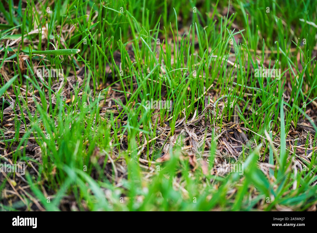 Nuovi germogli di festuca dei prati, Fesuca arundinacea, F arundinacea, emergente dopo overseeding in un urbano festuca prato. Wichita, Kansas, STATI UNITI D'AMERICA Foto Stock