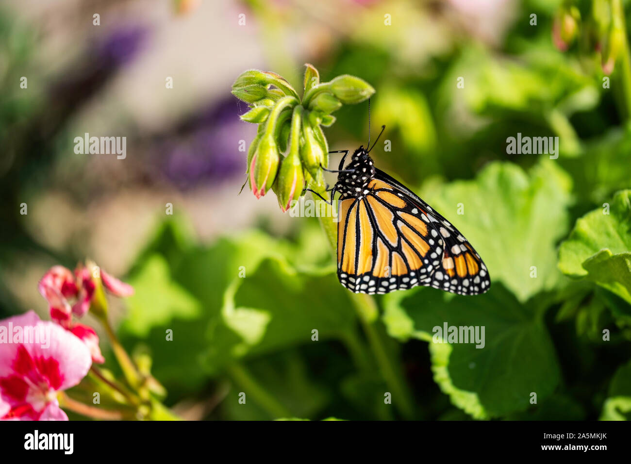 Appena emerse farfalla monarca, mano posto su una pianta di geranio per terminare l'asciugatura le sue ali. Kansas, Stati Uniti d'America. Foto Stock