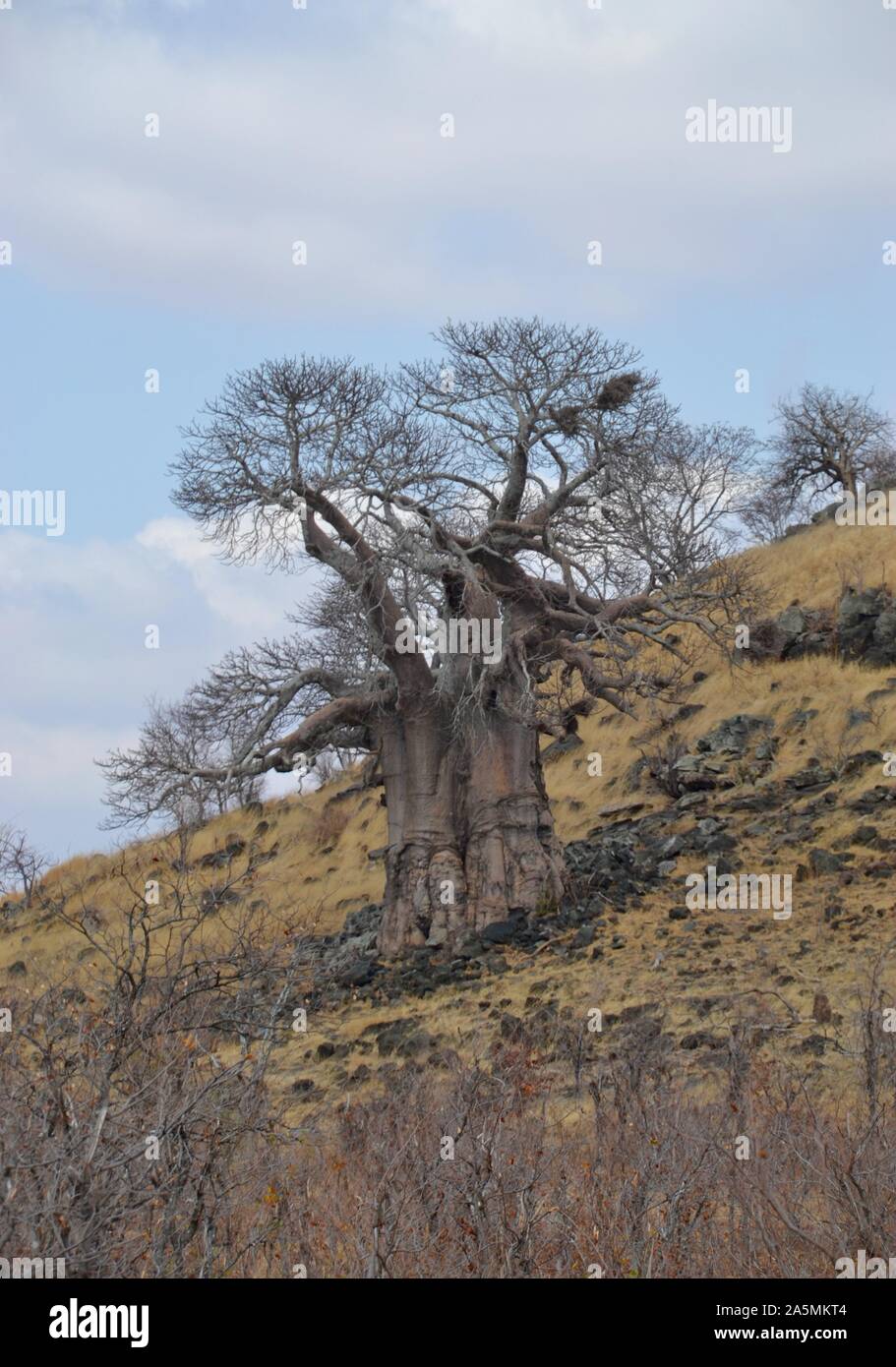 Grande albero di baobab africano su un koppie roccioso secco vicino al campo di Mopani nel Parco Nazionale di Kruger, Sudafrica Foto Stock