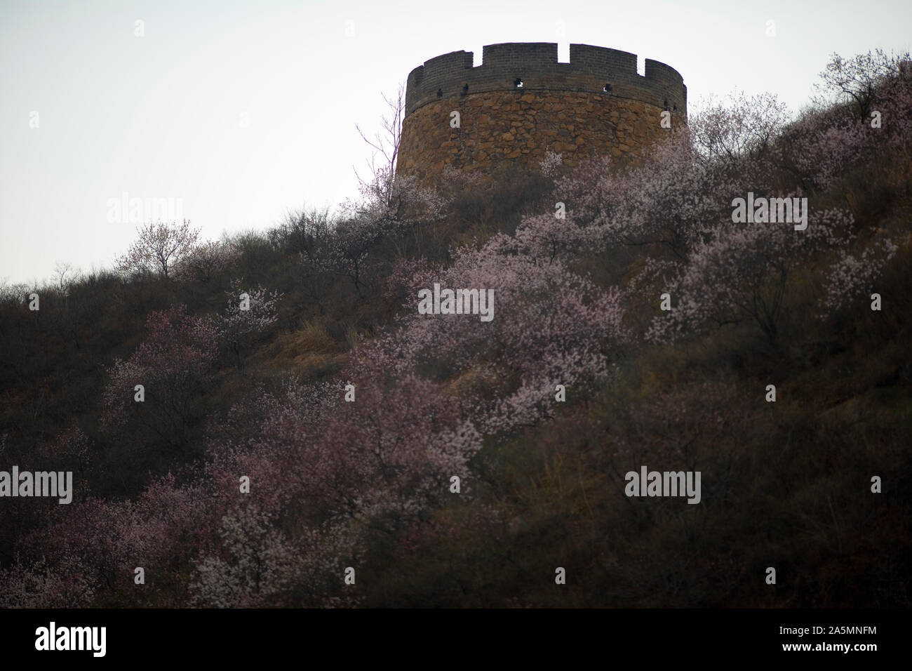 Antica torre seduto sulla cima di una collina con fiori selvatici che crescono su di esso. Foto Stock