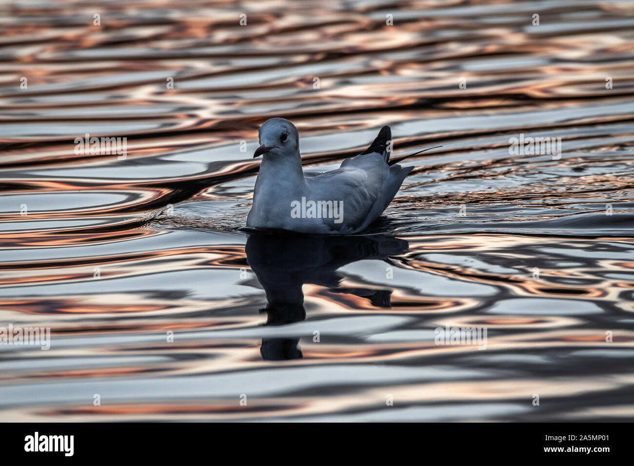 A testa nera (gabbiano Larus ridibundus) nuoto io la luce riflessa dall'autunno tramonto, Carlingwark Loch, Castle Douglas, Dumfries and Galloway Foto Stock