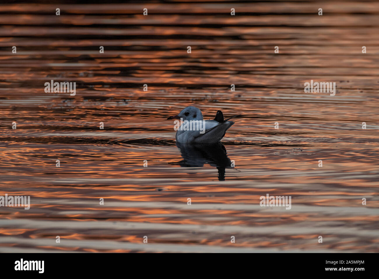 A testa nera (gabbiano Larus ridibundus) nuoto io la luce riflessa dall'autunno tramonto, Carlingwark Loch, Castle Douglas, Dumfries and Galloway Foto Stock