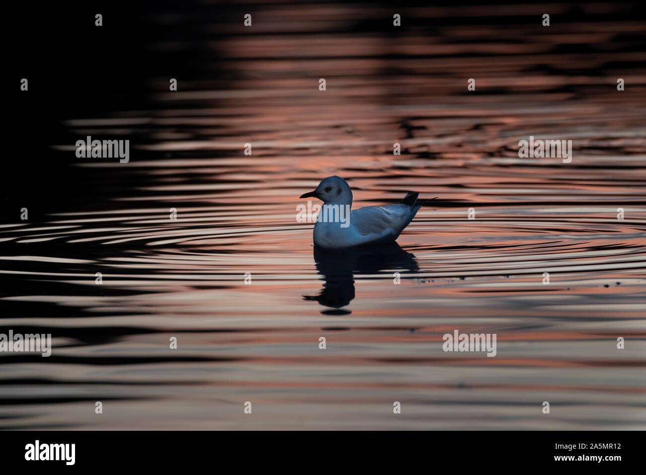 A testa nera (gabbiano Larus ridibundus) nuoto io la luce riflessa dall'autunno tramonto, Carlingwark Loch, Castle Douglas, Dumfries and Galloway Foto Stock