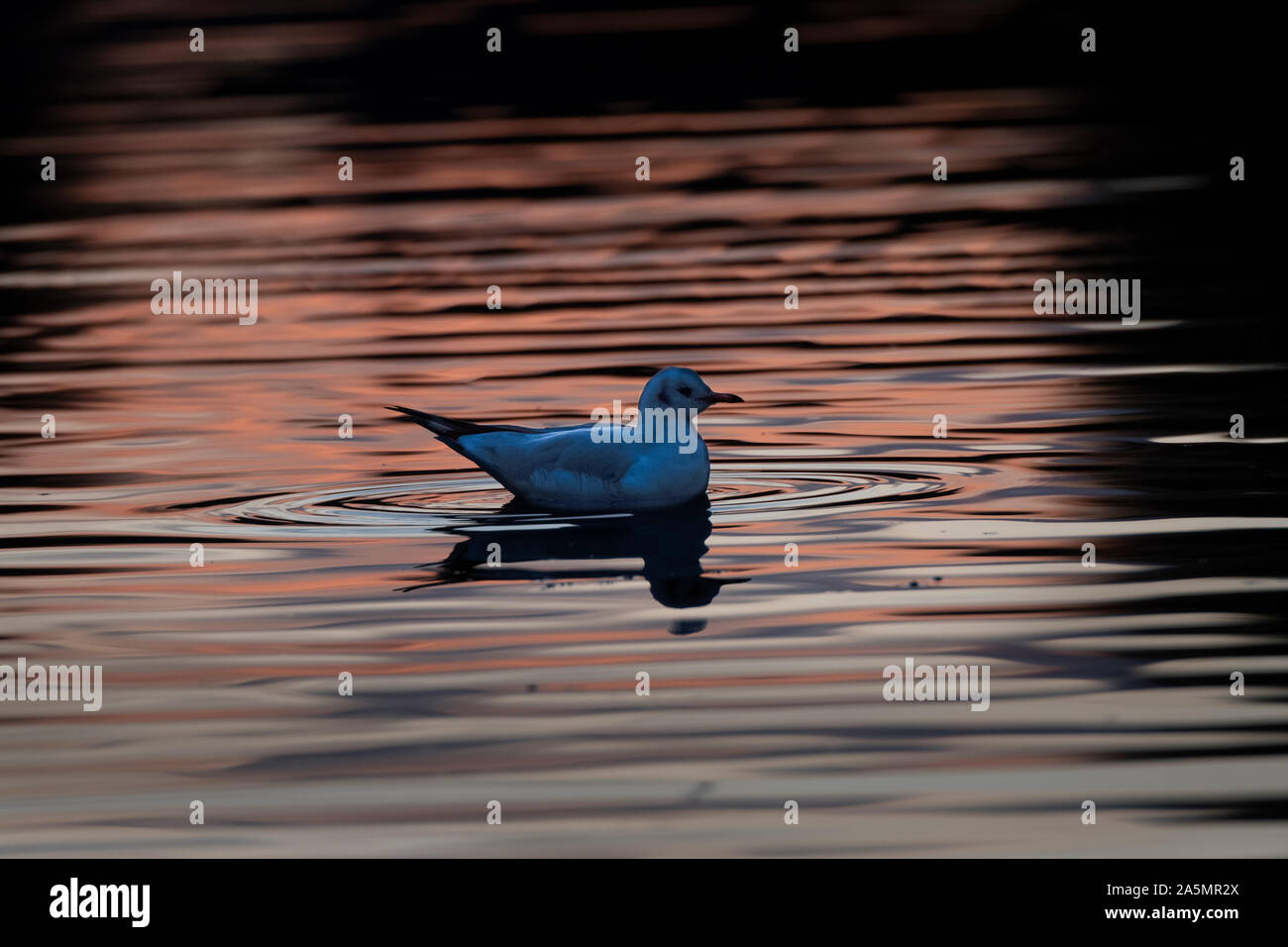 A testa nera (gabbiano Larus ridibundus) nuoto io la luce riflessa dall'autunno tramonto, Carlingwark Loch, Castle Douglas, Dumfries and Galloway Foto Stock