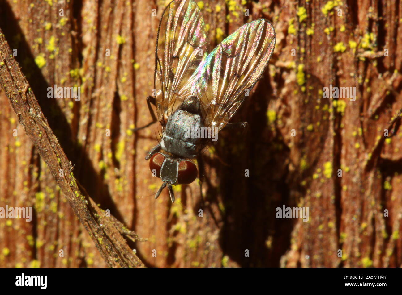 Volare sulla parete Foto Stock