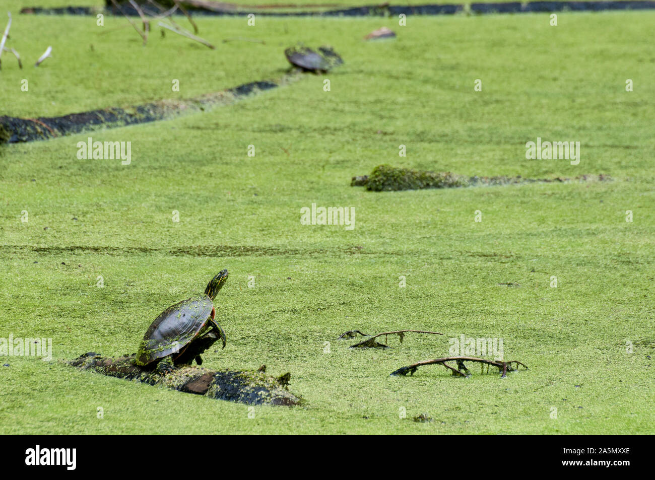 Vadnais Heights, MN. Lago Vadnais parco regionale. Western dipinto di tartaruga, Chrysemys picta bellii, seduto su un log. Foto Stock