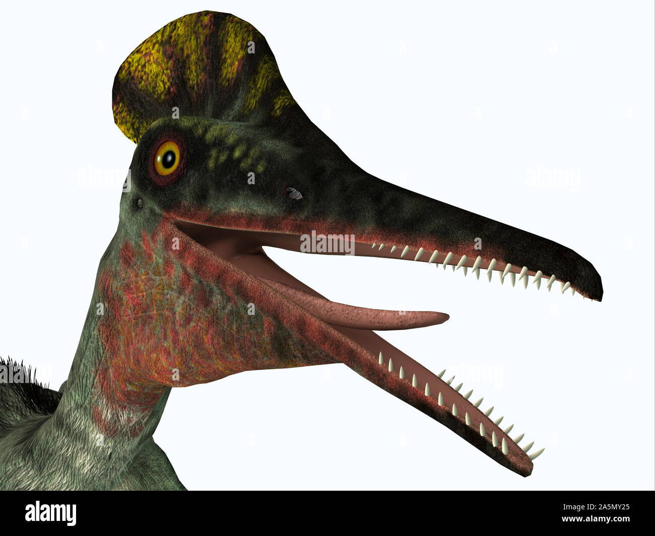 Pterodactylus era un carnivoro di uccelli predatori che vivevano in Baviera, Germania durante il Giurassico. Foto Stock